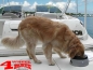 Preview: Pet Travel Bowl Road Refresher Anti Spill Large